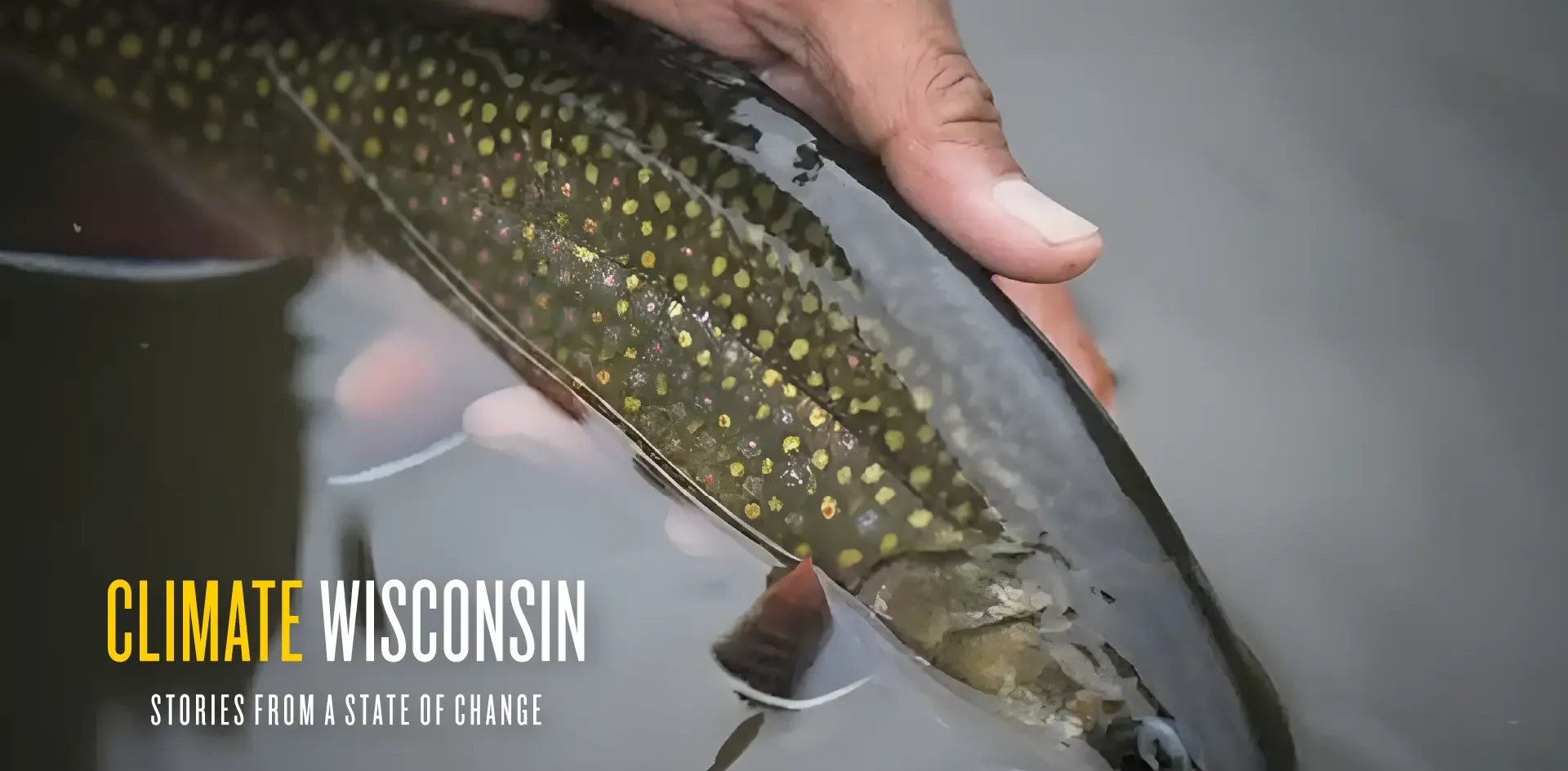A hand holding a troute near the surface of a Wisconsin waterway