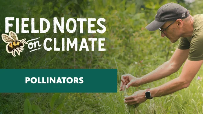 A person wearing a green t-shirt, baseball cap, and glasses leans over dense vegetation to carefully collect a specimen into a small glass vial, surrounded by lush green plants and wildflowers.