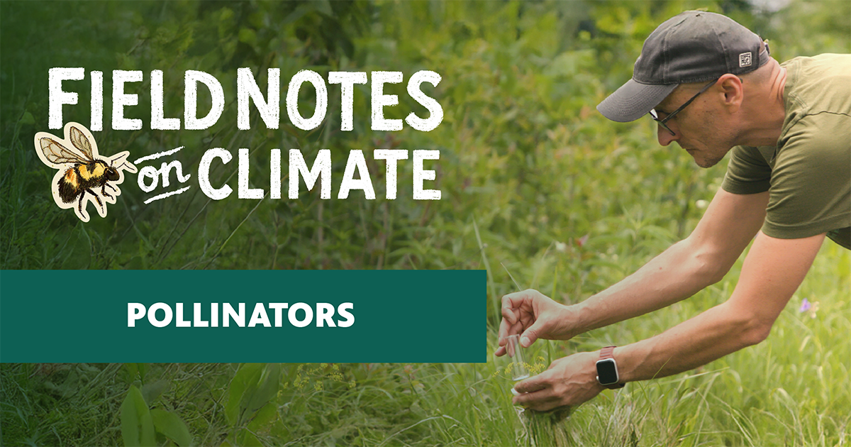 A person wearing a green t-shirt, baseball cap, and glasses leans over dense vegetation to carefully collect a specimen into a small glass vial, surrounded by lush green plants and wildflowers.