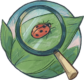 Illustration of a magnifying glass looking at a lady bug on a leaf