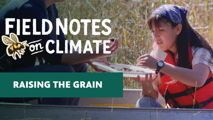 Field Notes on Climate episode graphic for "Raising the Grain," featuring a young woman in a life vest examining wild rice samples on a boat in a marshy wetland.