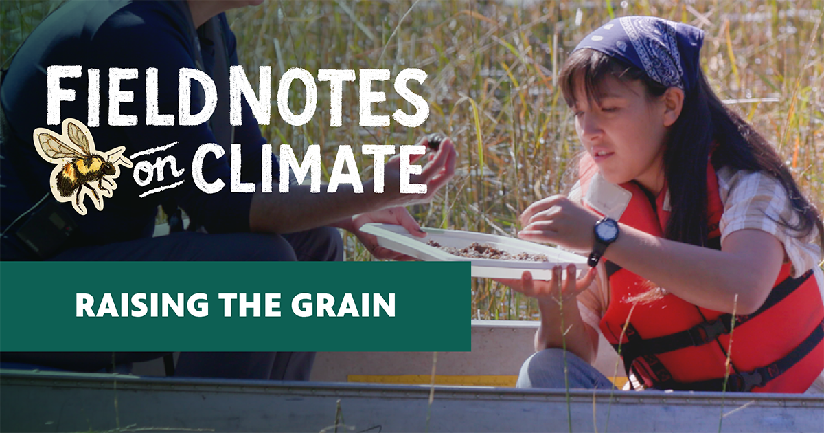 Field Notes on Climate episode graphic for "Raising the Grain," featuring a young woman in a life vest examining wild rice samples on a boat in a marshy wetland.