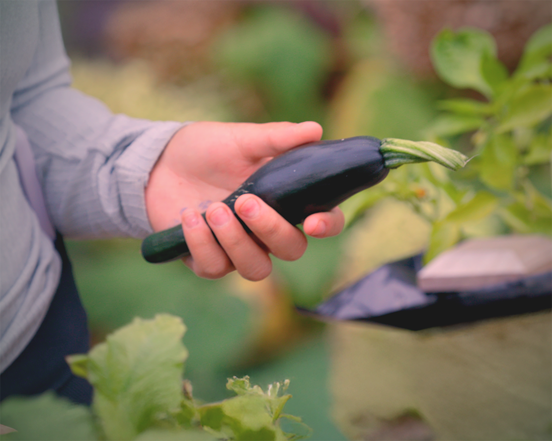 A child's hand holds a small, freshly harvested dark green zucchini in a garden setting.