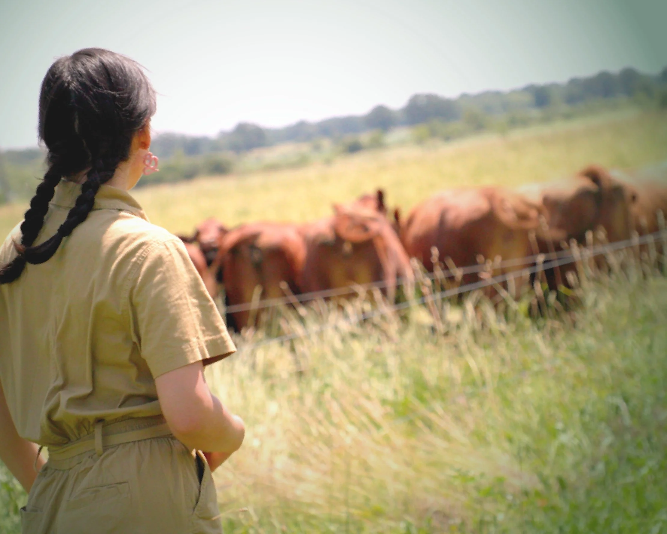 Seen from behind, a person with a dark braid wearing a khaki short-sleeve jumpsuit stands at the edge of a field, looking toward a herd of red-brown cattle gathered near a wire fence on a hazy summer day.