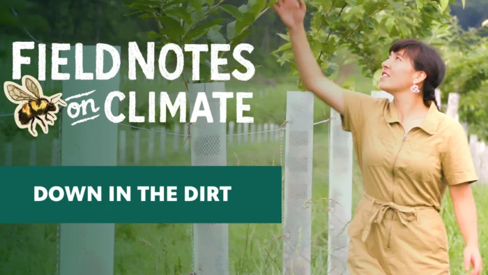 A wide social sharing graphic featuring a person in a khaki jumpsuit reaching up toward leafy tree branches while walking along a row of young trees. Bold white hand-lettered text on the left reads "Field Notes on Climate," with a bumblebee illustration and a teal banner below reading "Down in the Dirt."