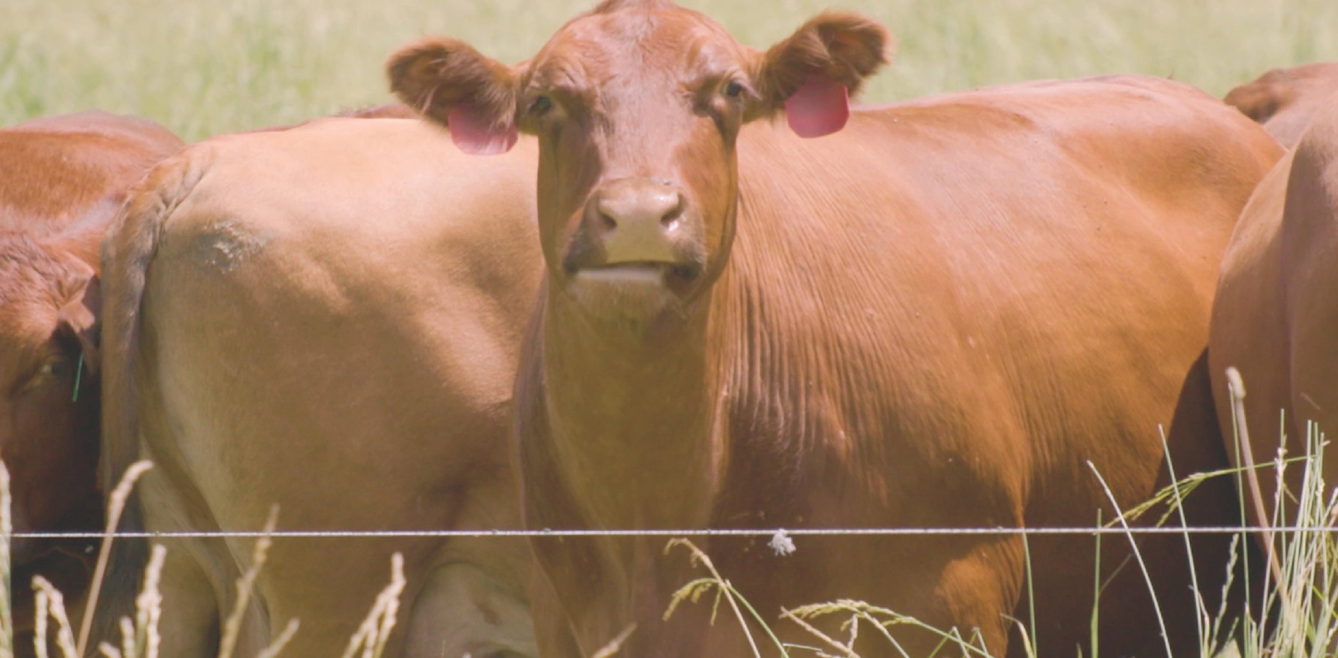 Close-up of a red-brown cow facing the camera, ears tagged in pink, surrounded by other cattle in a sun-drenched pasture. Tall grass grows along a wire fence in the foreground.