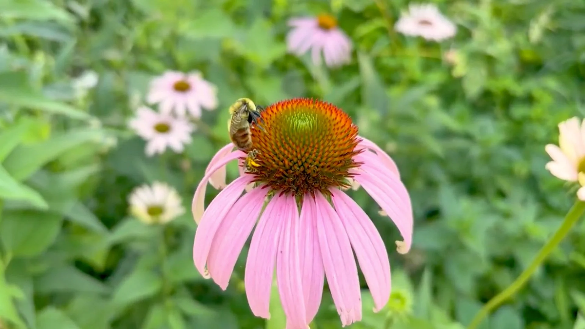 A bumblebee with yellow and black markings clings to the orange-and-green center of a purple coneflower (Echinacea). Additional coneflowers in pink and white are softly blurred in the background.