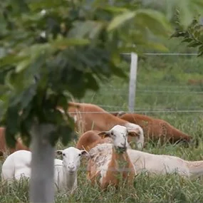 White and tan sheep rest and graze in a green pasture near a wire fence, with trees visible in the blurred foreground.