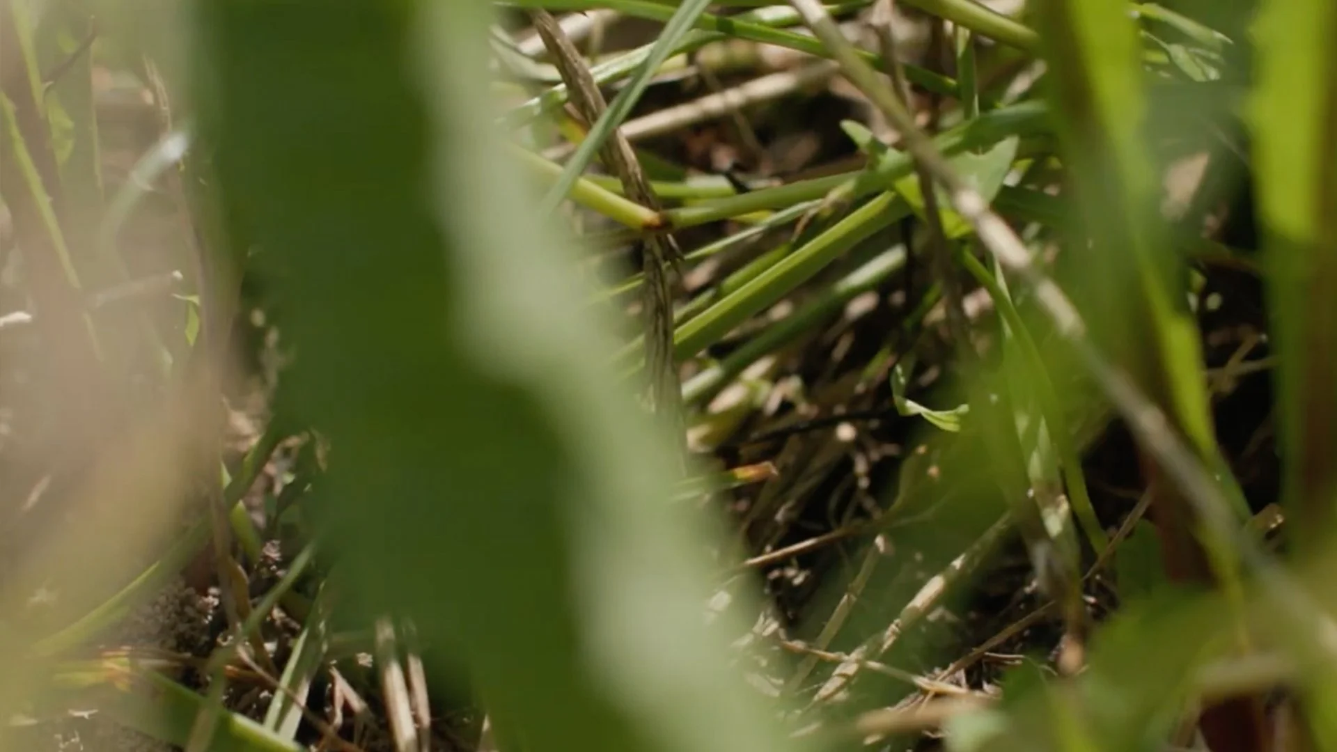 An extreme close-up shot from ground level showing a dense tangle of green grass blades, dry stems, and organic matter at the soil surface. The background is softly blurred.