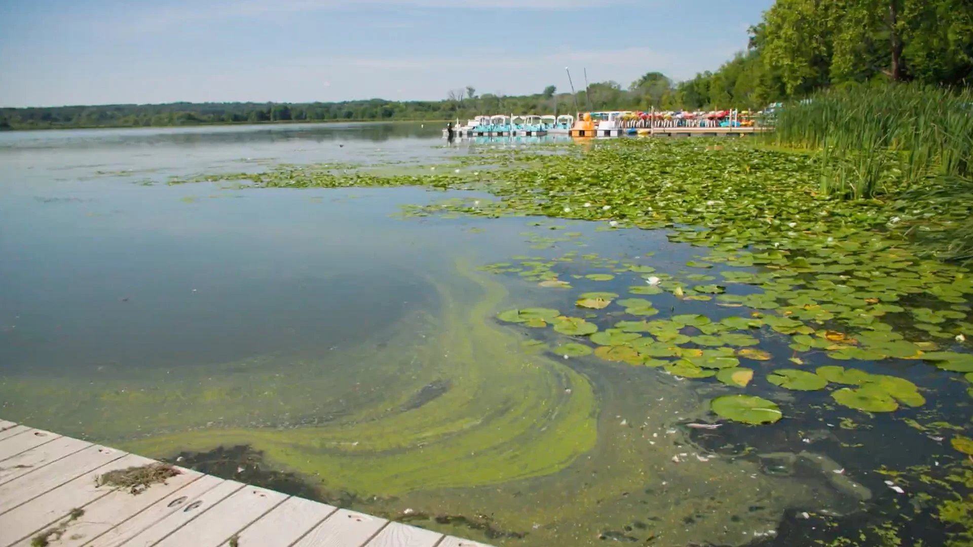 A view from a wooden dock over a lake surface covered in swirling green algae bloom and lily pads. Colorful paddle boats are docked at a pier in the middle distance, with trees lining the far shore under a blue sky.