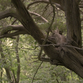 A gnarled, twisting tree trunk with thick branches sits amid dense green forest foliage.