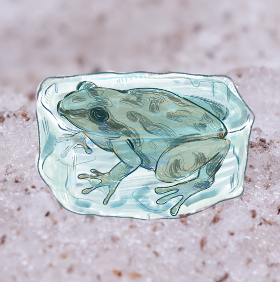 Illustration of a frog encased in a translucent block of ice, set on a photo of snowy ground.