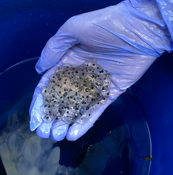 A purple-gloved hand holds a clump of clear jelly-like frog eggs with dark centers over a blue tub of water.
