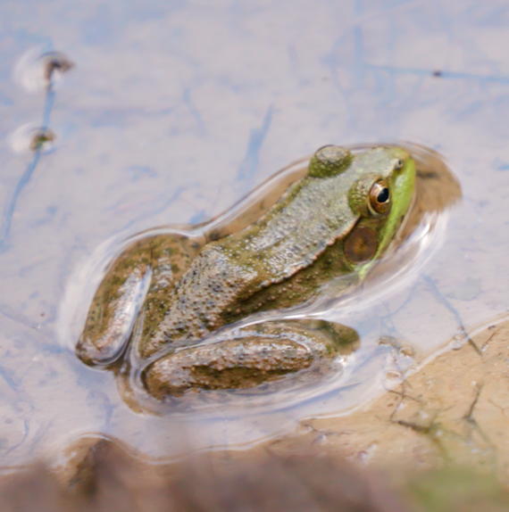 A green frog sits partly submerged in shallow, murky water, its head and back above the surface.